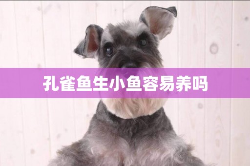 孔雀魚生小魚容易養嗎
