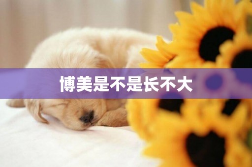 博美是不是長不大