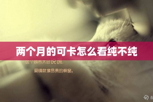 兩個月的可卡怎么看純不純