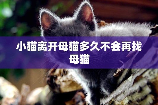 小貓離開母貓多久不會再找母貓