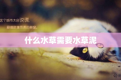 什么水草需要水草泥