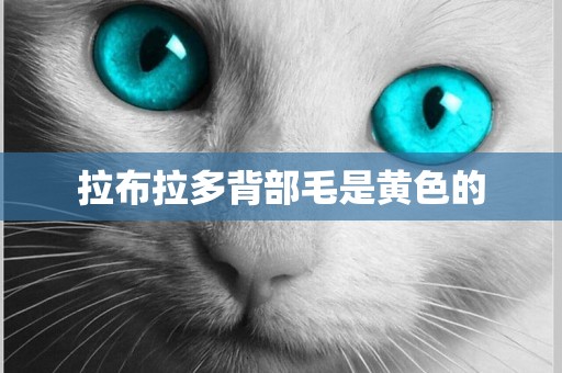 拉布拉多背部毛是黃色的