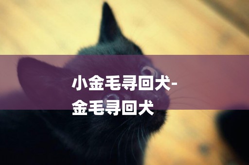 小金毛尋回犬-
金毛尋回犬