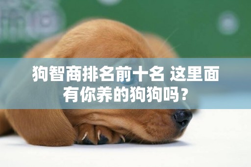 狗智商排名前十名 這里面有你養的狗狗嗎？
