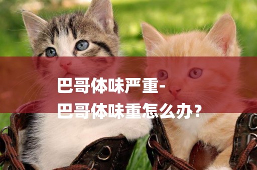 巴哥體味嚴重-
巴哥體味重怎么辦？