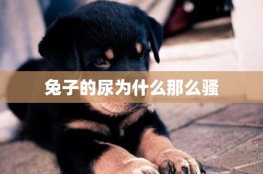 兔子的尿為什么那么騷