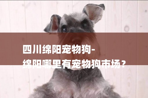 四川綿陽寵物狗-
綿陽哪里有寵物狗市場？