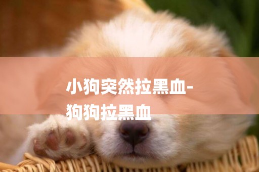 小狗突然拉黑血-
狗狗拉黑血