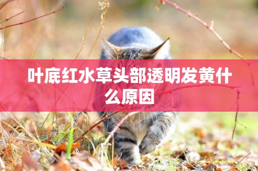 葉底紅水草頭部透明發黃什么原因