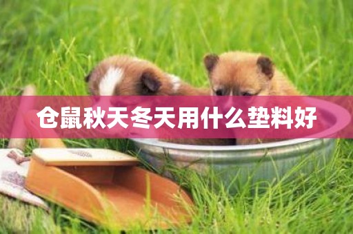 倉鼠秋天冬天用什么墊料好