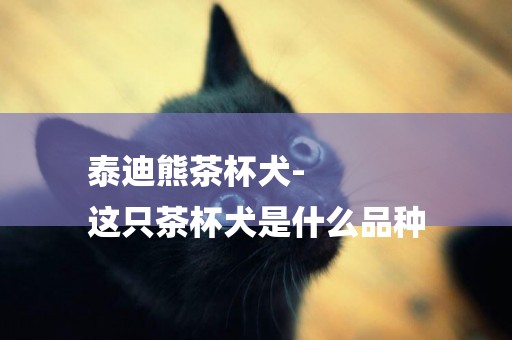 泰迪熊茶杯犬-
這只茶杯犬是什么品種
