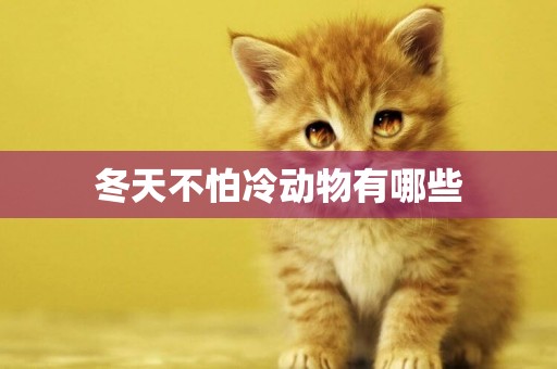 冬天不怕冷動物有哪些