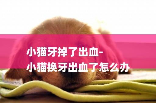 小貓牙掉了出血-
小貓換牙出血了怎么辦