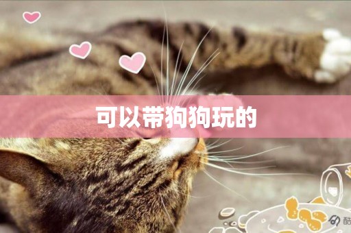 可以帶狗狗玩的