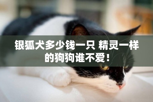 銀狐犬多少錢一只 精靈一樣的狗狗誰不愛！