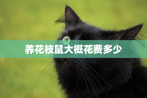 養花枝鼠大概花費多少