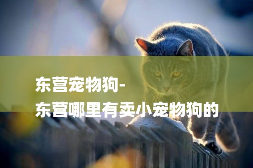東營寵物狗-
東營哪里有賣小寵物狗的