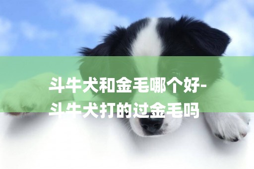斗牛犬和金毛哪個好-
斗牛犬打的過金毛嗎