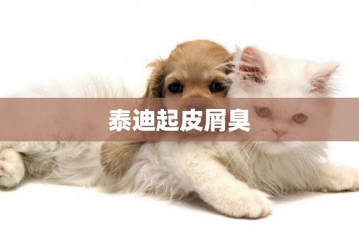 泰迪起皮屑臭