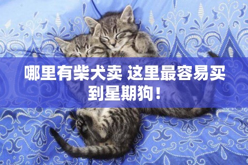 哪里有柴犬賣 這里最容易買到星期狗！