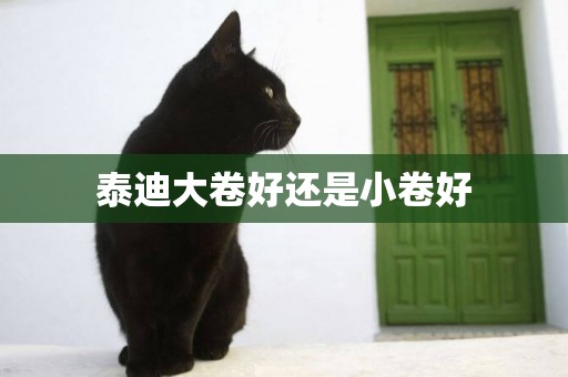 泰迪大卷好還是小卷好