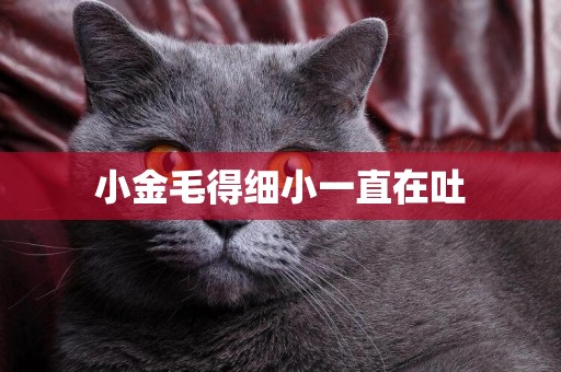 小金毛得細小一直在吐
