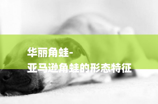 華麗角蛙-
亞馬遜角蛙的形態特征
