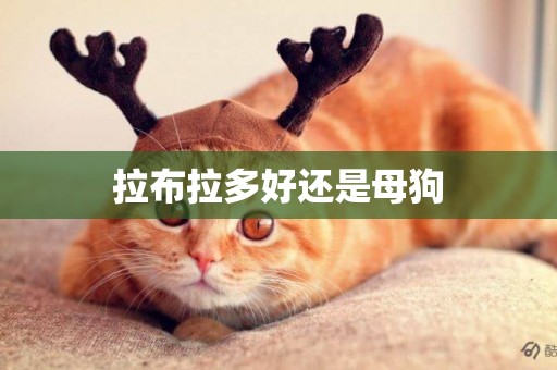 拉布拉多好還是母狗