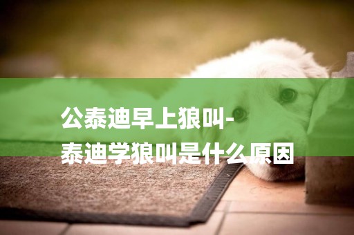 公泰迪早上狼叫-
泰迪學狼叫是什么原因