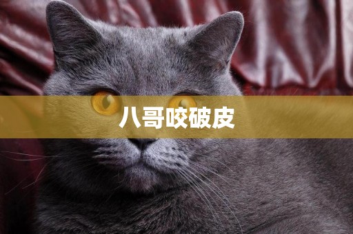 八哥咬破皮