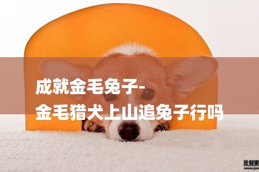 成就金毛兔子-
金毛獵犬上山追兔子行嗎