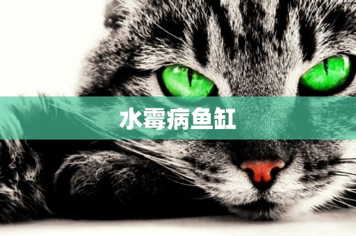 水霉病魚缸