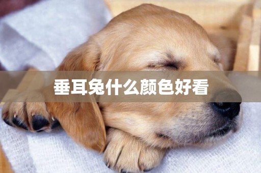 垂耳兔什么顏色好看