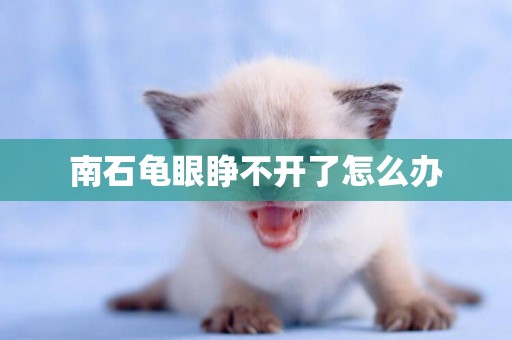 南石龜眼睜不開了怎么辦