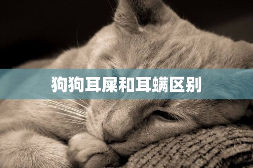 狗狗耳屎和耳螨區別