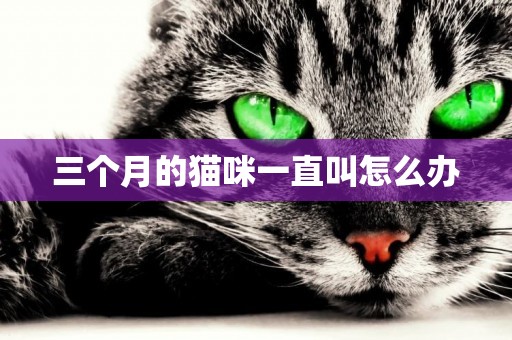 三個月的貓咪一直叫怎么辦