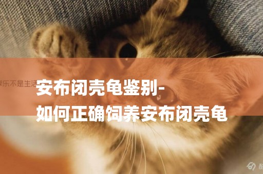 安布閉殼龜鑒別-
如何正確飼養安布閉殼龜
