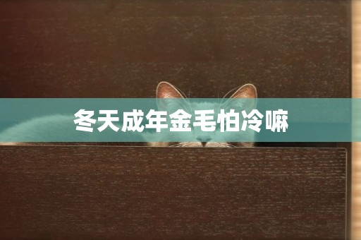 冬天成年金毛怕冷嘛