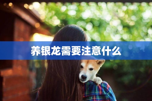 養銀龍需要注意什么