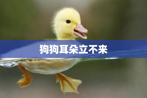 狗狗耳朵立不來