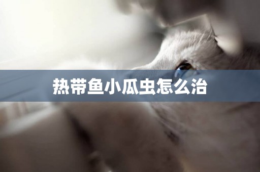 熱帶魚小瓜蟲怎么治 熱帶魚小瓜蟲怎么治