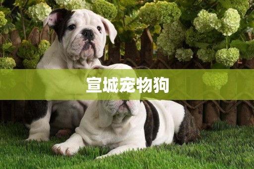 宣城寵物狗