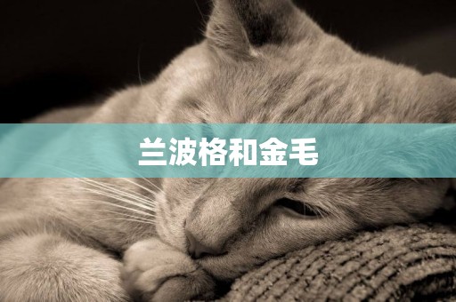 蘭波格和金毛