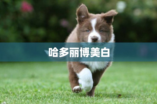 哈多麗博美白