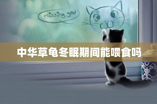 中華草龜冬眠期間能喂食嗎