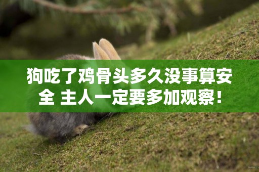 狗吃了雞骨頭多久沒事算安全 主人一定要多加觀察！