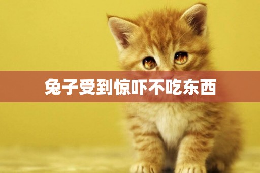 兔子受到驚嚇不吃東西