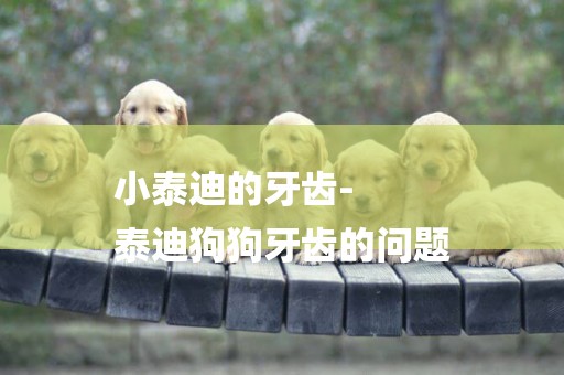 小泰迪的牙齒-
泰迪狗狗牙齒的問題