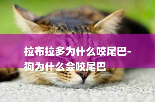拉布拉多為什么咬尾巴-
狗為什么會咬尾巴