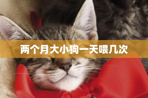 兩個月大小狗一天喂幾次